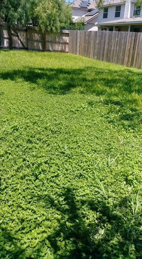 Expert yard cleanup service near you across San Antonio, TX - J Lozano Lawn Services