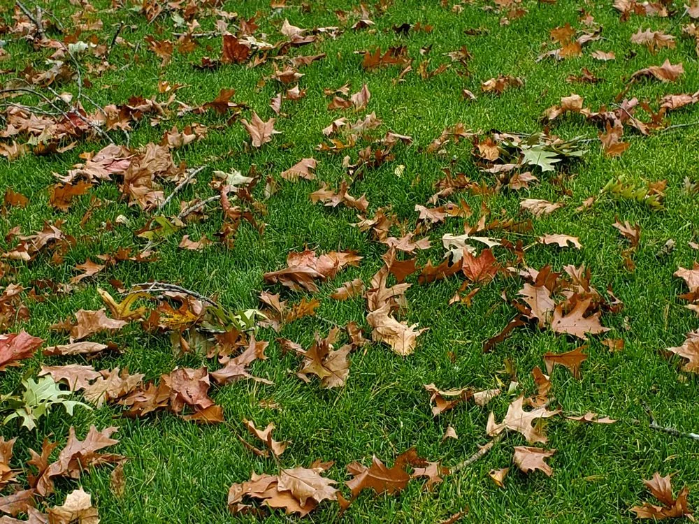 Top-rated residential landscaping in Waltham, MA by J Luna Landscaping Service