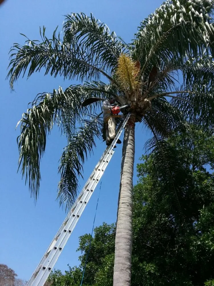 Affordable lawn care service in Tampa, FL by J M Guerra Landscaping
