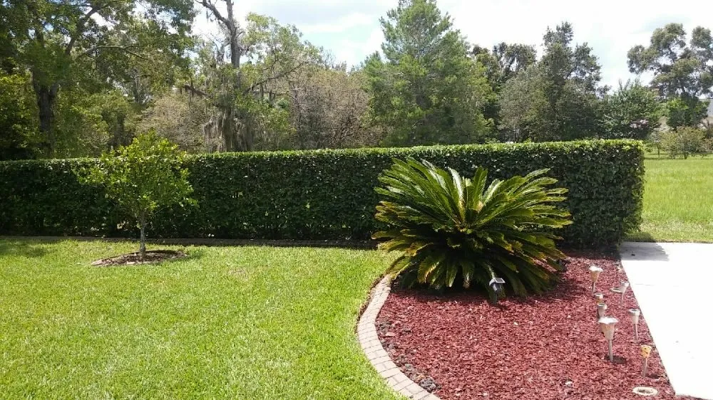 Top-rated lawn care service in Tampa, FL by J M Guerra Landscaping