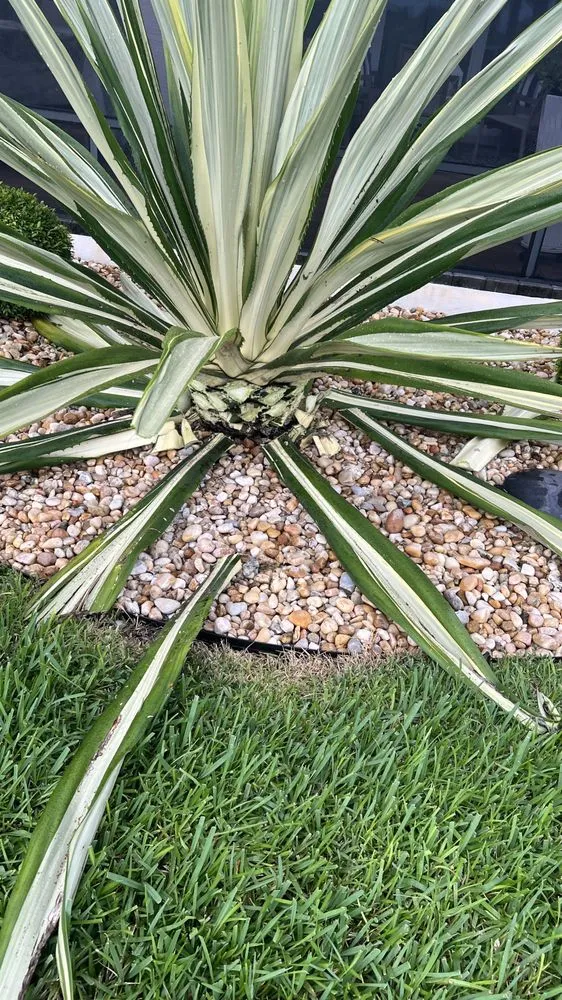 Expert yard maintenance in West Palm Beach, FL - J M Landscaping