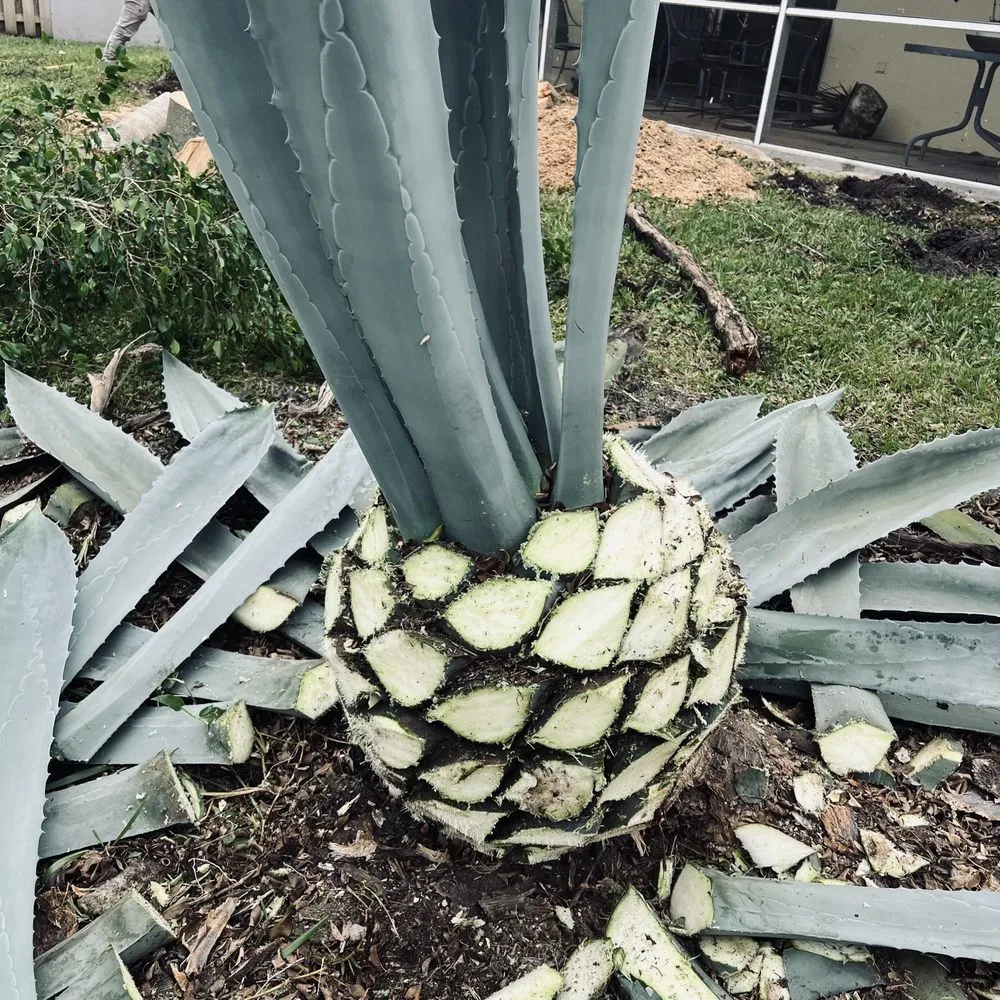 Reliable lawn mowing service in West Palm Beach, FL by J M Landscaping