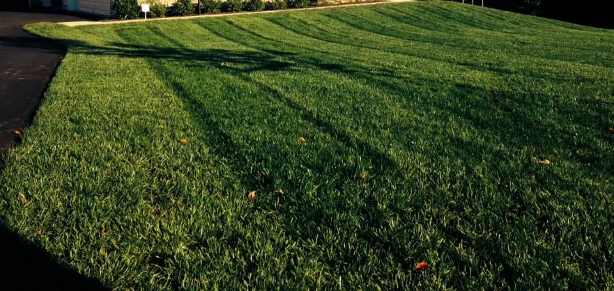 Top-rated yard cleanup service in Sterling, VA by J Mario Lawn & Landscaping