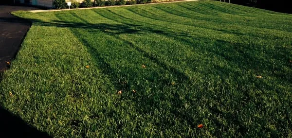 J Mario Lawn & Landscaping Logo