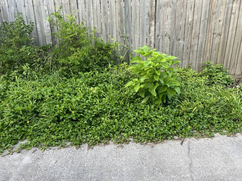 Professional landscape design for residential properties in Corpus Christi, TX by J Martinez & Son Lawn Service