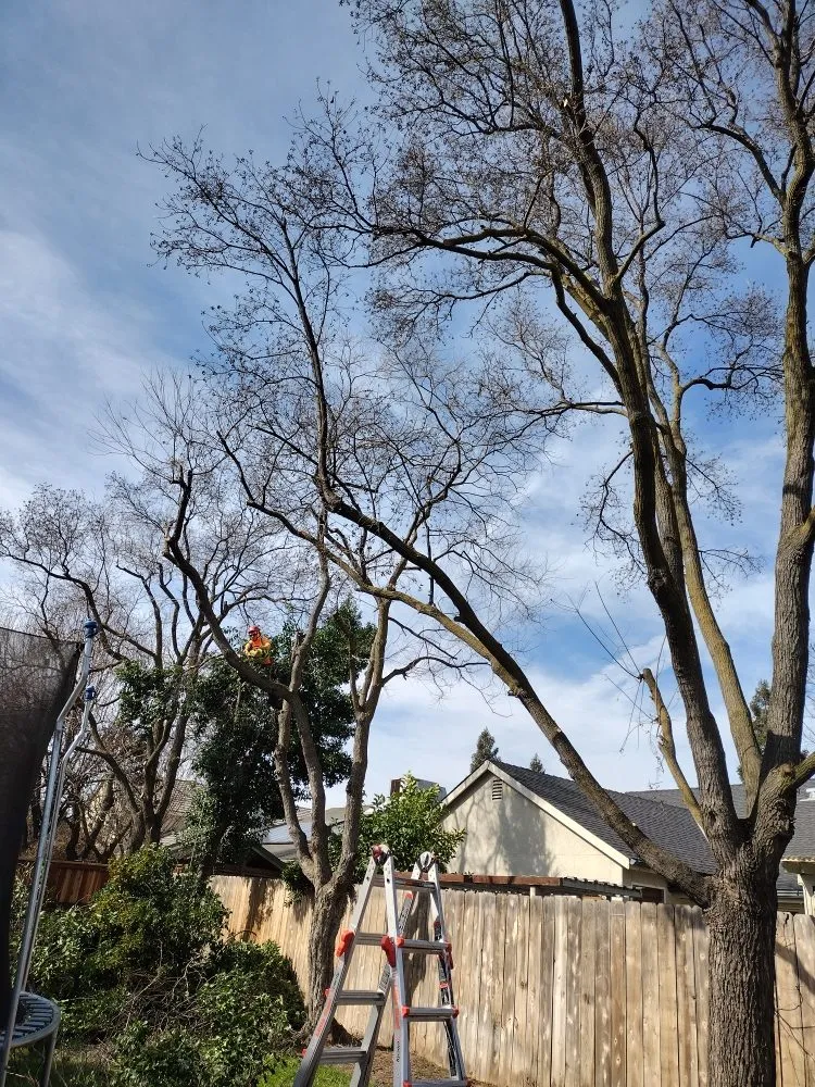 Trusted garden landscaping for residential properties across Fresno, CA - J N A Lawn and Garden Service