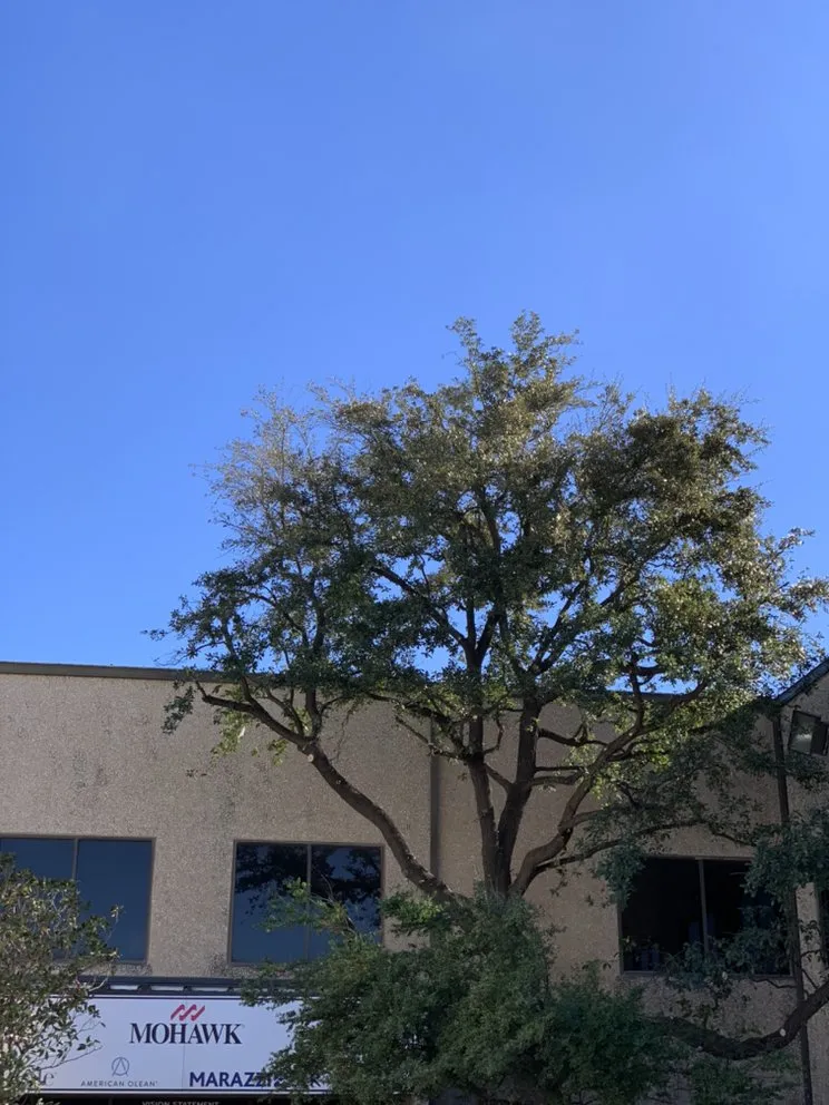 Local residential landscaping near you across Canton, TX - J Parga Tree Service