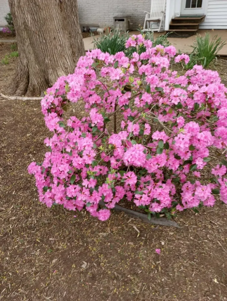 Custom outdoor landscaping for beautiful yards in Carlisle, PA by J R Handyman & Landscaping Services