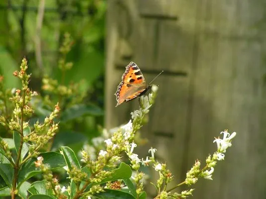 J Rock Custom Hardscapes Logo