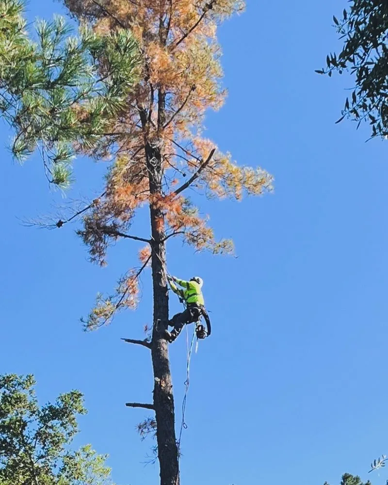 Local landscaping services with custom design across Saratoga, CA - J Ruelas Landscaping