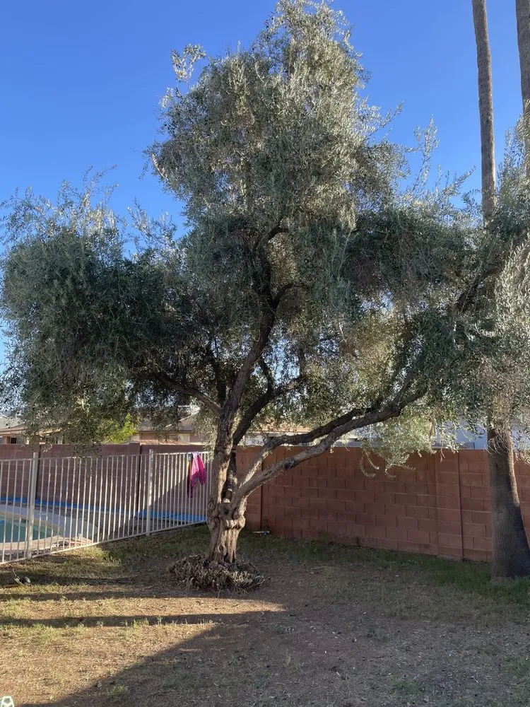 Reliable landscape design experts serving Youngtown, AZ - J Scapes Landscaping