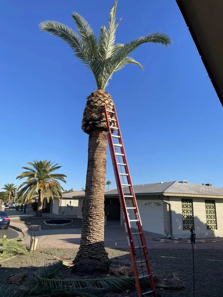 Affordable residential landscaping in Youngtown, AZ by J Scapes Landscaping