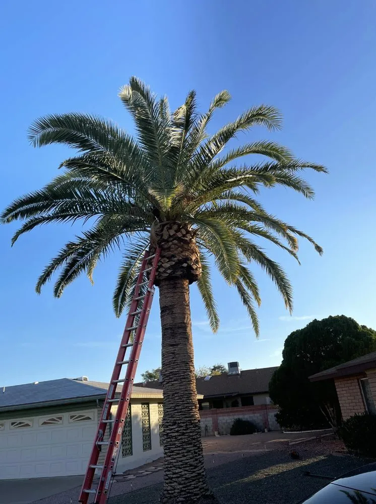 Local residential landscaping in Youngtown, AZ - J Scapes Landscaping