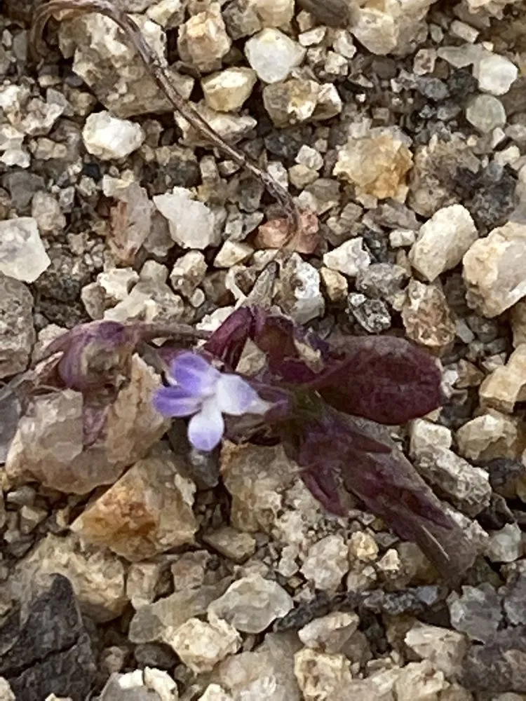 Reliable landscaping services experts serving Meridian, ID - J Starr Gardening