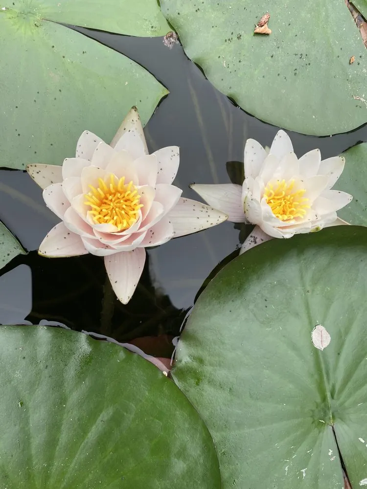 Trusted yard cleanup service in Meridian, ID by J Starr Gardening