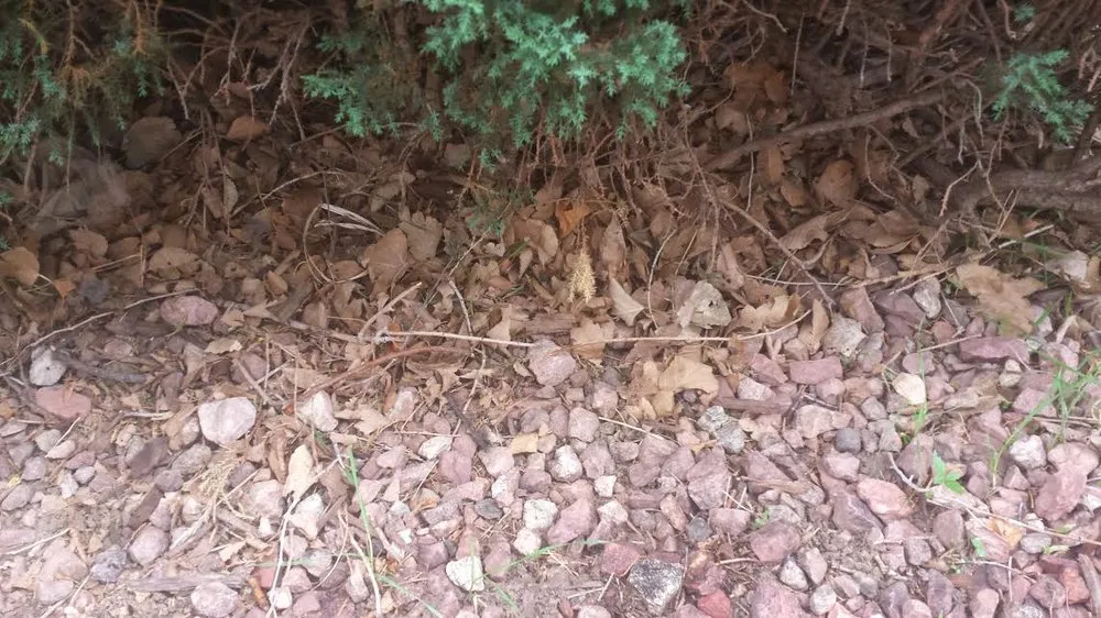 Reliable yard cleanup service for beautiful yards in Colorado Springs, CO by J T B Landscaping