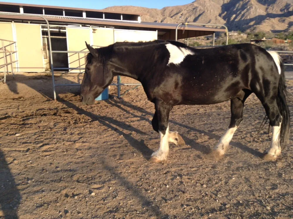 Expert residential landscaping in Palm Springs, CA by J T Sprinkler Service
