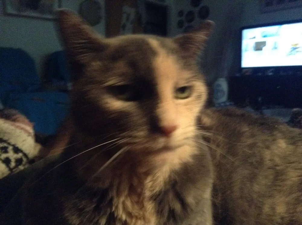 Affordable garden landscaping with custom design in Palm Springs, CA by J T Sprinkler Service