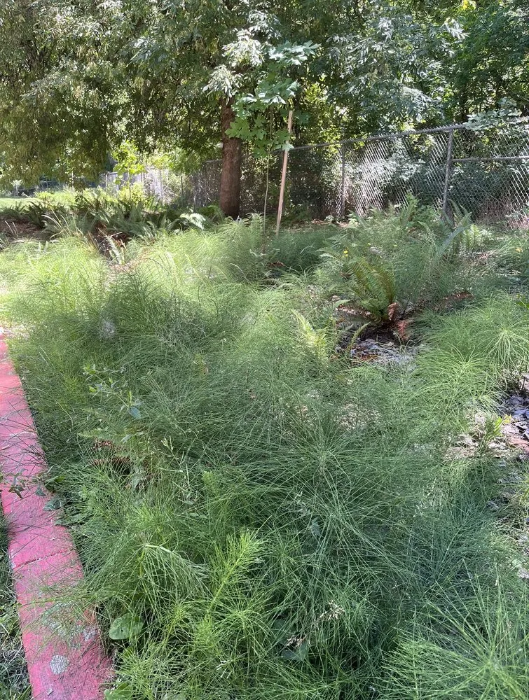 Expert yard cleanup service in Kalama, WA by J Vegas Lawncare & Junk Removal