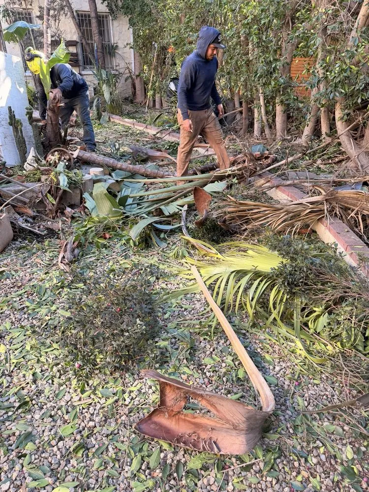 Top-rated yard maintenance experts serving Los Angeles, CA - J Villanueva Landscaping