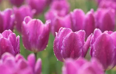 Local landscaping services for residential properties across Schwenksville, PA - J W Lawn and Landscaping, LLC