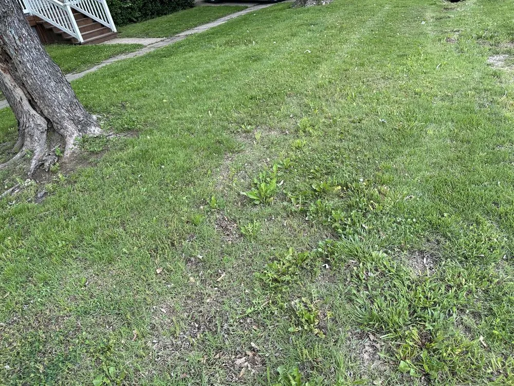 Affordable yard cleanup service for beautiful yards in Paola, KS by J3 Lawns