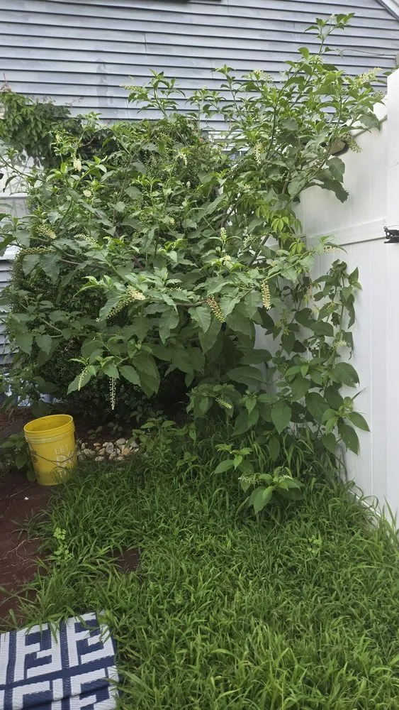 Local yard cleanup service in Trenton, NJ - J5O Innovations