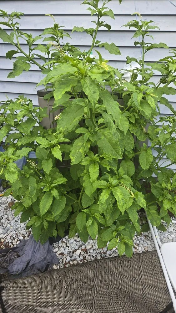 Custom lawn mowing service for homes across Trenton, NJ - J5O Innovations