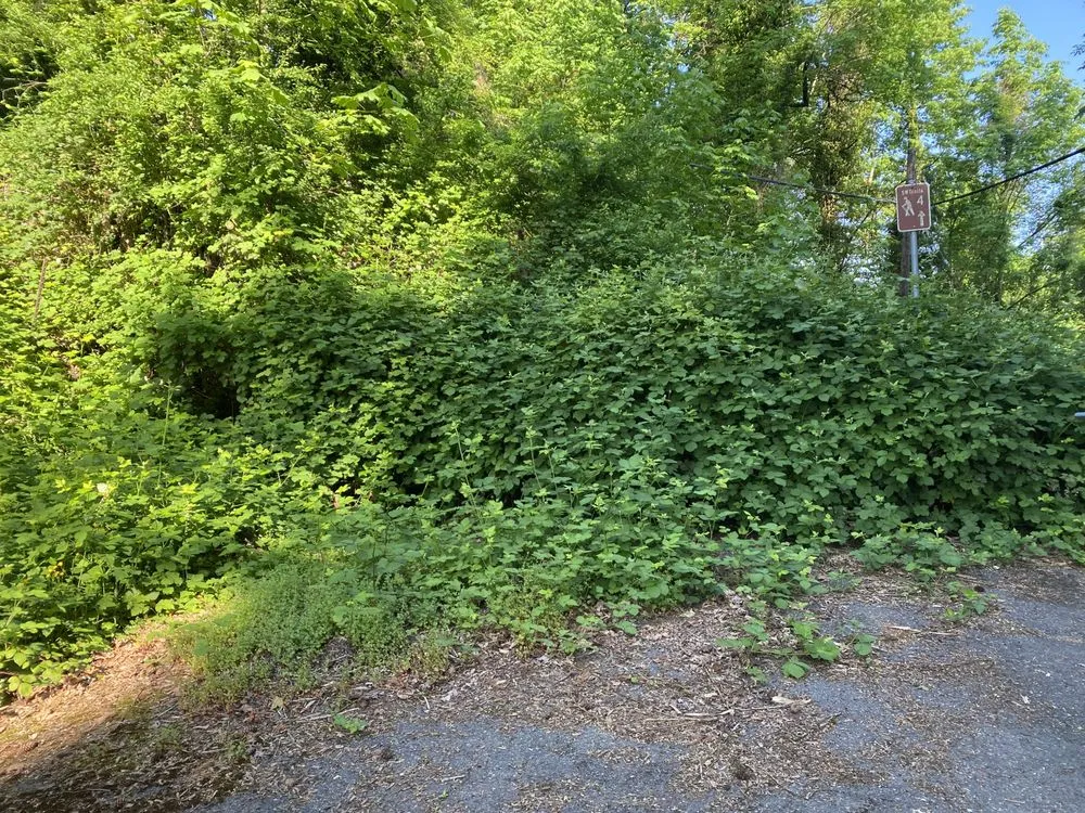 Top-rated garden landscaping with custom design across Portland, OR - JA Bravo Landscaping