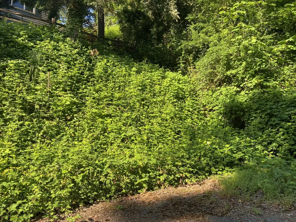 Reliable outdoor landscaping near you in Portland, OR by JA Bravo Landscaping