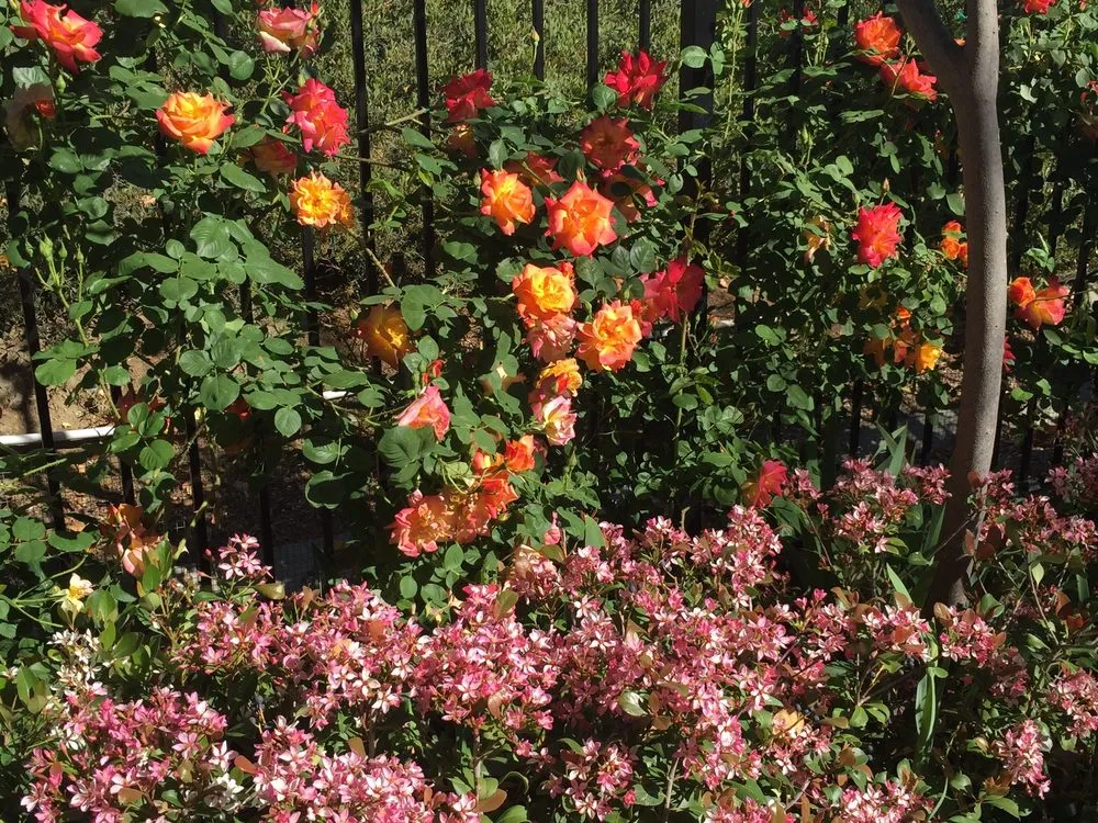 Top-rated garden landscaping in Hemet, CA - JA Castellanos Landscaping