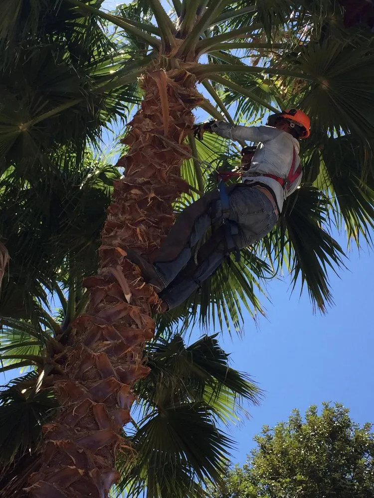 Local yard cleanup service in Hemet, CA by JA Castellanos Landscaping