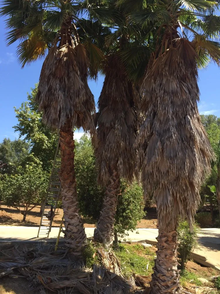 Expert landscape installation near you in Hemet, CA by JA Castellanos Landscaping