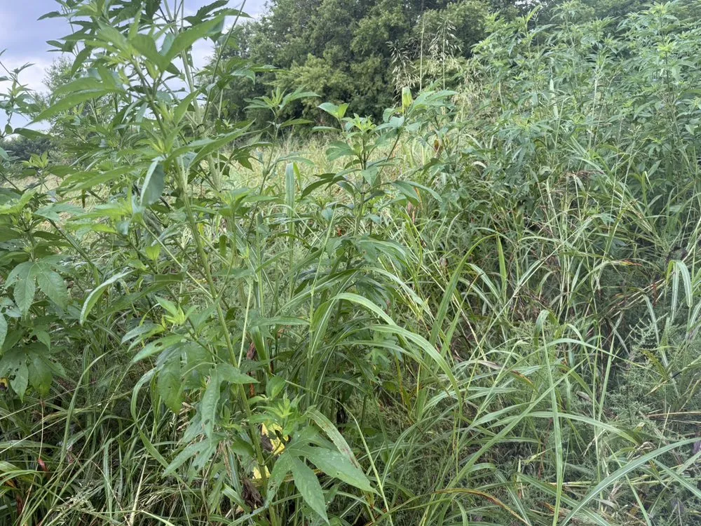 Top-rated garden landscaping in Dallas, TX by JA Green Lawn Care Services