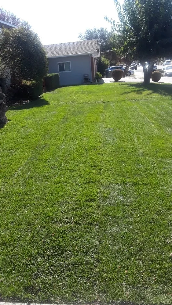 Reliable outdoor landscaping for beautiful yards across Suisun City, CA - Ja Landscaping & Handyman