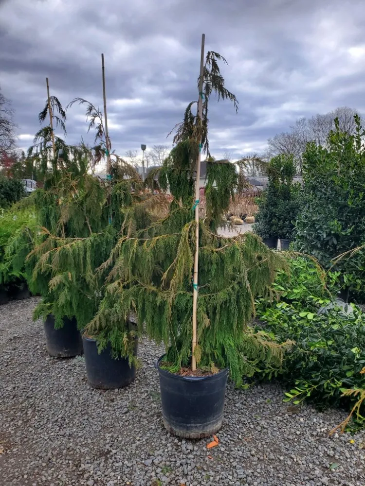 Reliable garden landscaping for beautiful yards across Fairview, NJ - J&A Landscaping