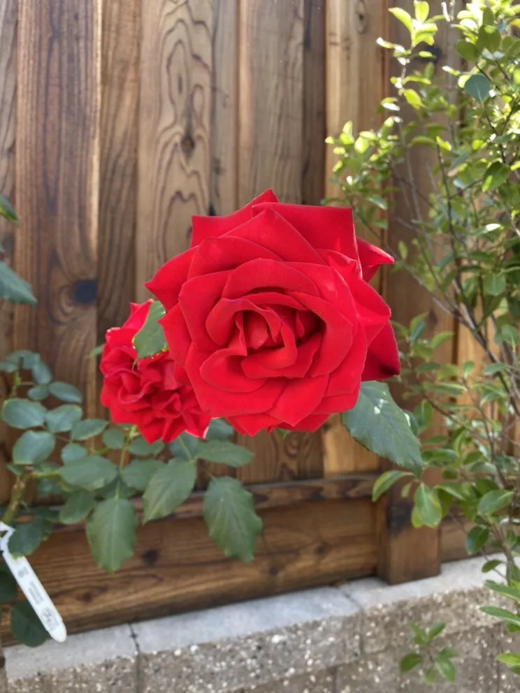 Local landscape design experts serving Monterey, CA - J&A Lawn Services