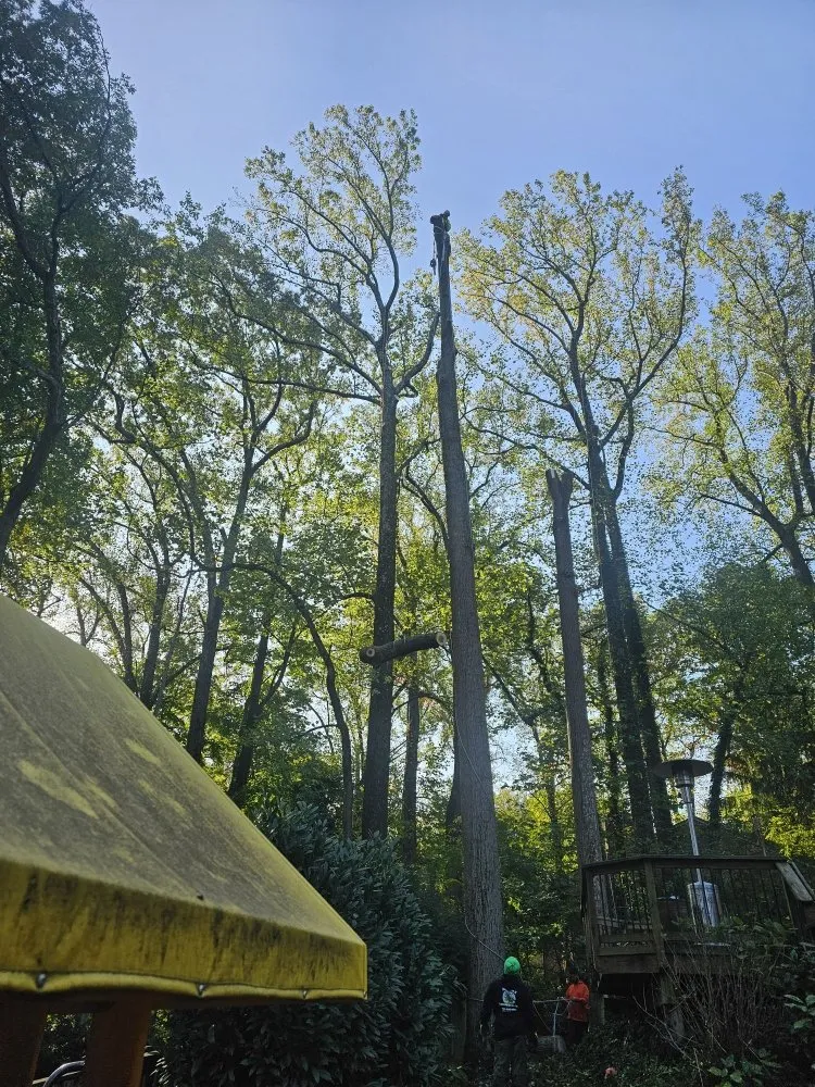 Expert lawn care service in Spotsylvania, VA - J&A Tree and Landscape Service