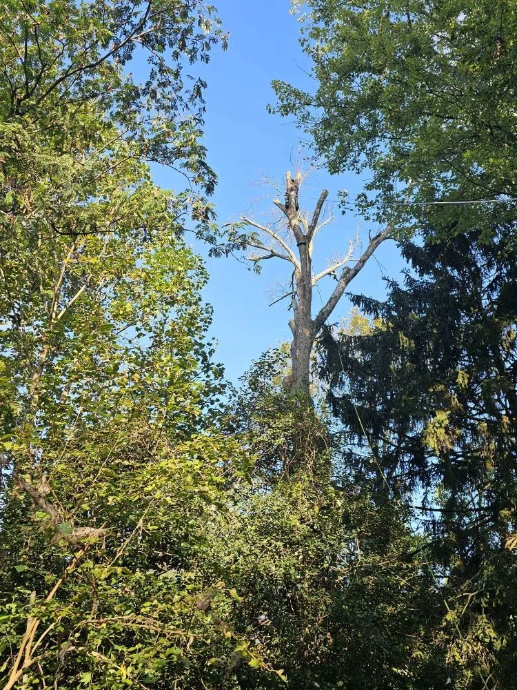 Affordable outdoor landscaping experts serving Spotsylvania, VA - J&A Tree and Landscape Service