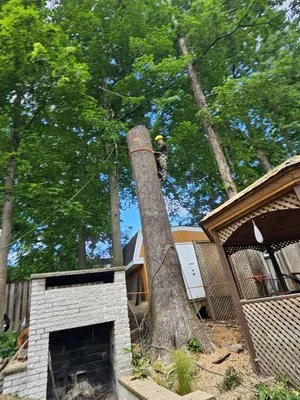 J&A Tree and Landscape Service Logo