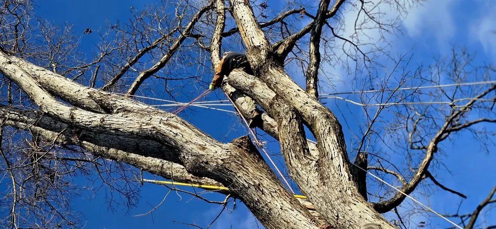 Trusted lawn mowing service in Crossville, TN - J&A Tree and Lawn Service