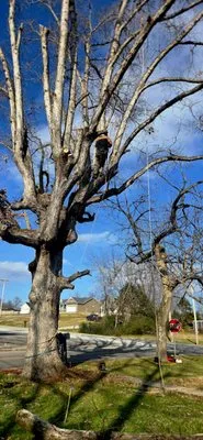 J&A Tree and Lawn Service