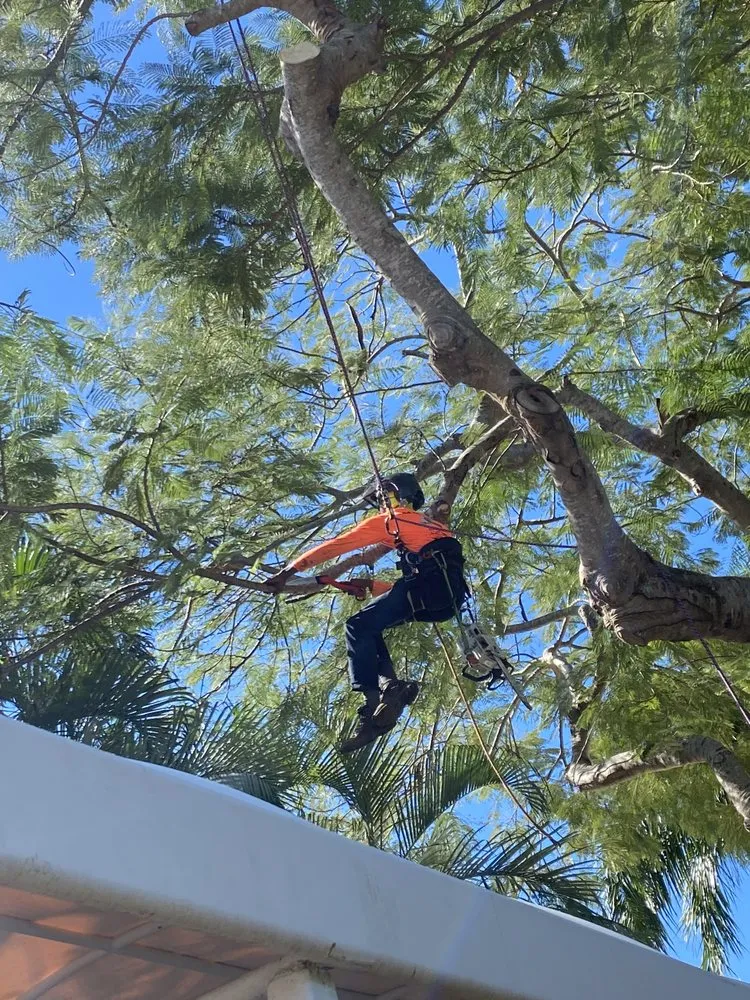 Local yard cleanup service in Fort Lauderdale, FL - J&A Tree Chompers