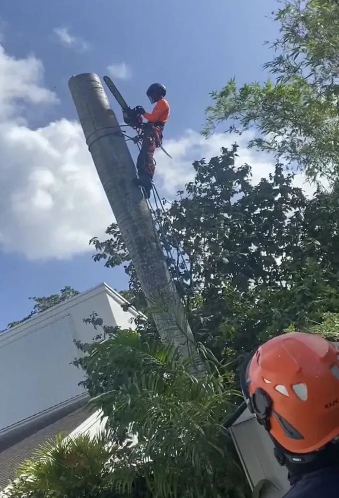 Professional residential landscaping in Fort Lauderdale, FL by J&A Tree Chompers