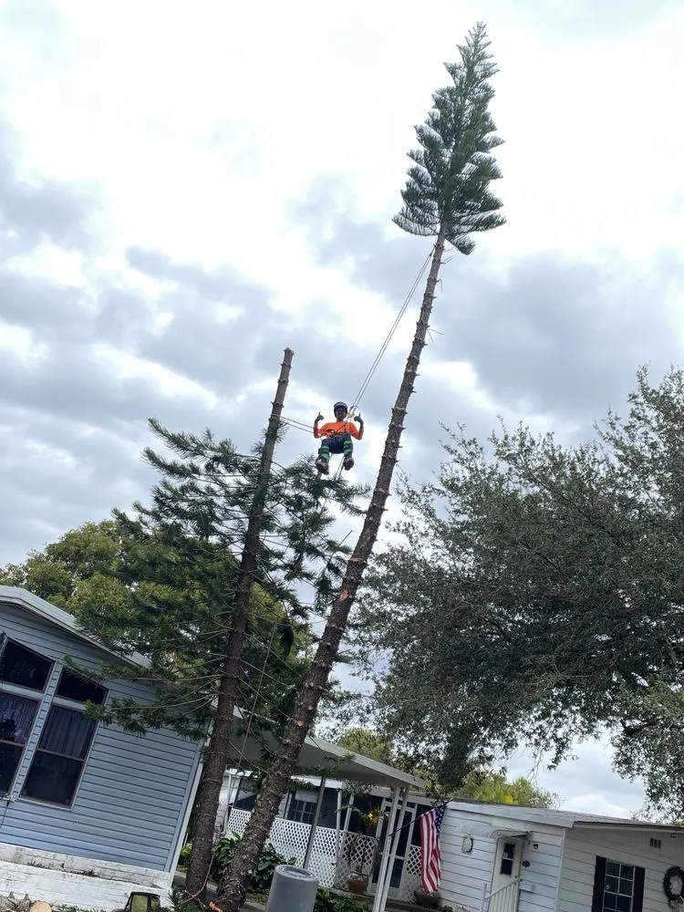 Top-rated landscaping services with custom design across Fort Lauderdale, FL - J&A Tree Chompers