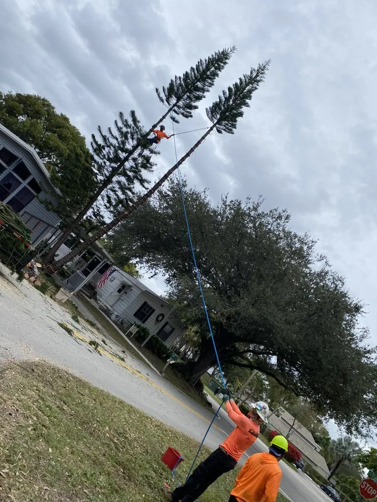 Custom garden landscaping with custom design in Fort Lauderdale, FL by J&A Tree Chompers