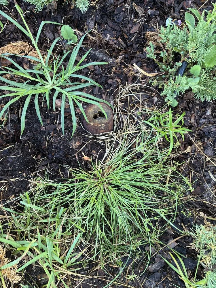 Trusted landscape design in Jacksonville, FL - J&A Tree Removal