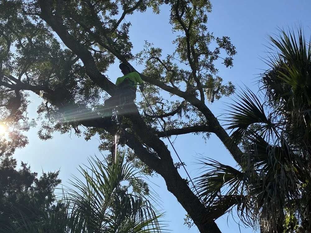 Expert yard maintenance experts serving Jacksonville, FL - J&A Tree Removal