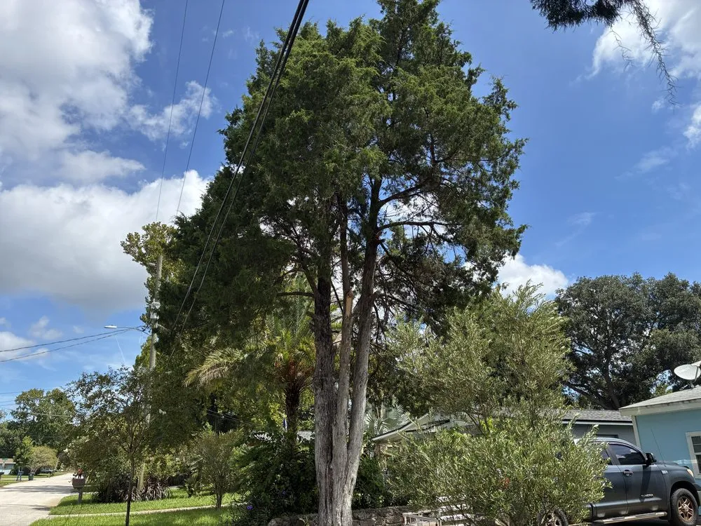 Expert lawn care service in Jacksonville, FL - J&A Tree Removal
