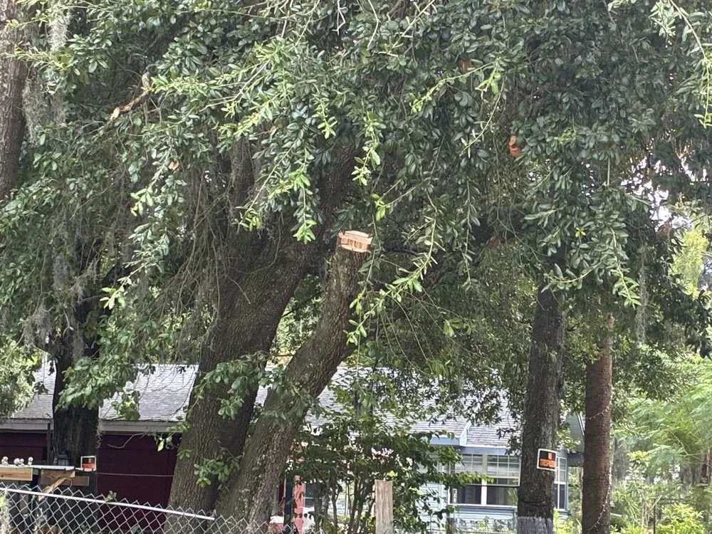 Affordable yard cleanup service in Jacksonville, FL - J&A Tree Removal